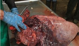 Sheep Post-mortem event, Worksop